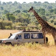 Need a Tour and Travel Website?